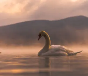 ADHD Swan